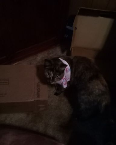 Cute cat named Gizmo