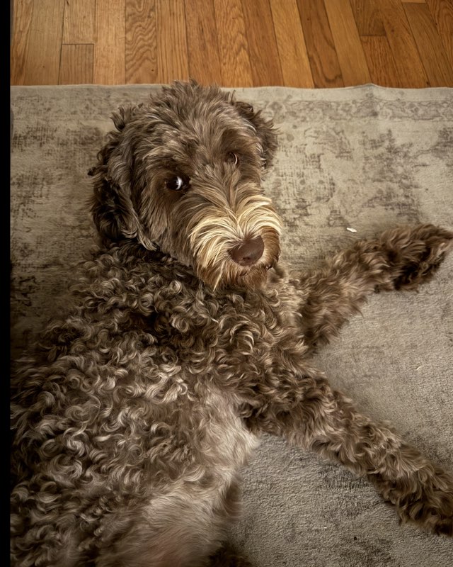 Cute dog named Poppy