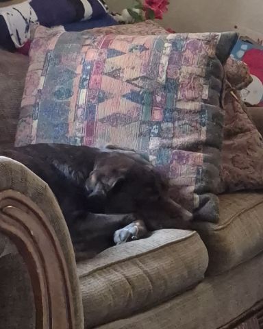 Cute chocolate lab named Roscoe