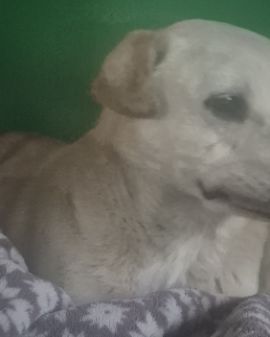 Cute mutt named butterscotch
