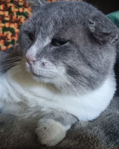 Cute Gray Tuxedo cat named Buddy