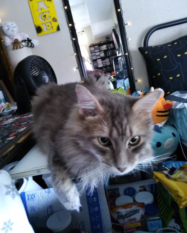 Cute cat named Logan