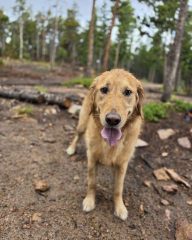 Cute dog named Jeffery