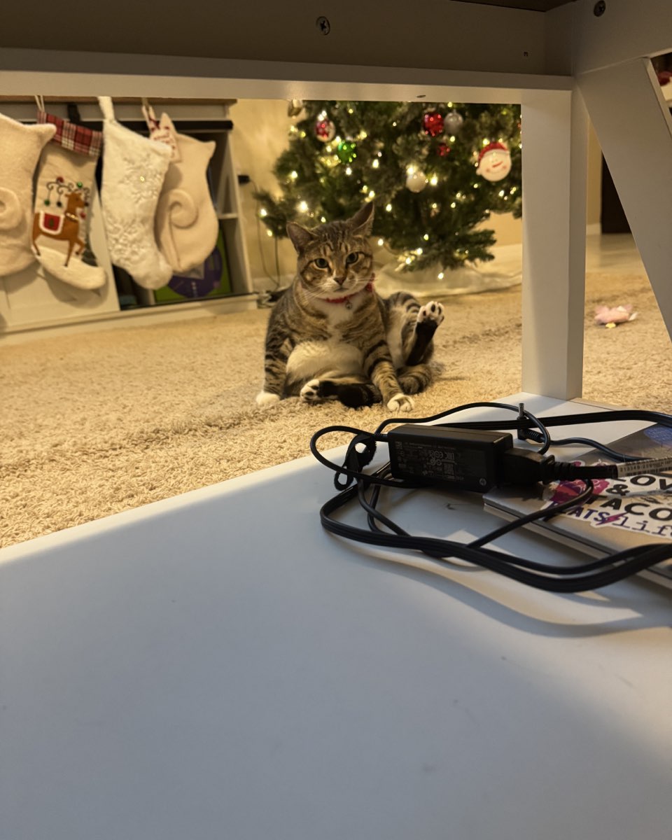 Cute cat named Jasper