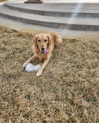 Cute dog named Jeffery