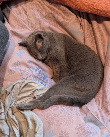 Cute cat named Theseus