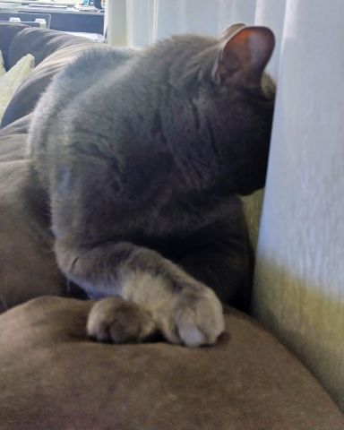 Cute cat named Marshall 🩶 Geoffrey