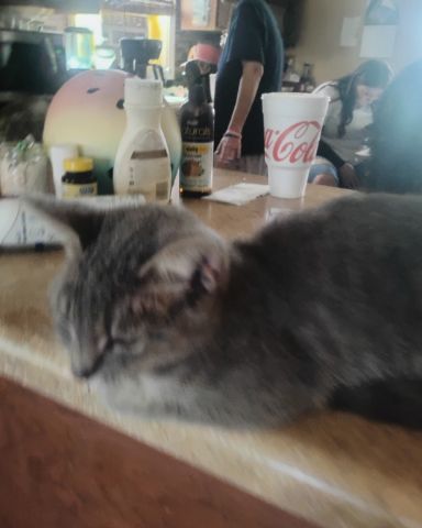 Cute cat named Bell