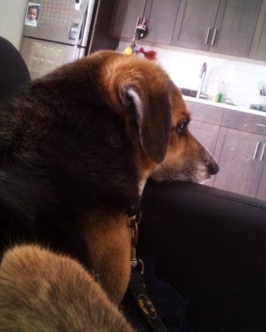Cute German Shepherd hound mix named blaze