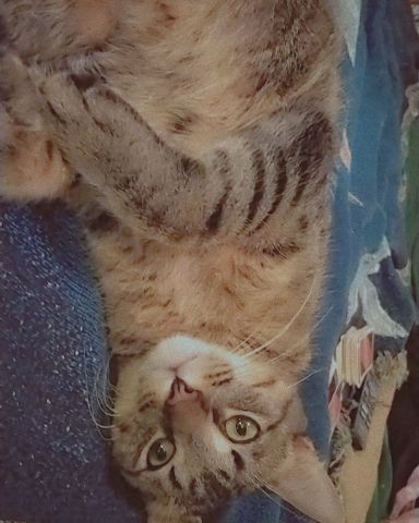 Cute Grey stripped tabby named Sebby