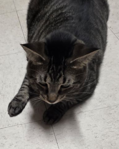 Cute cat named Coco