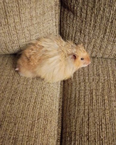 Cute golden hamster named Alex