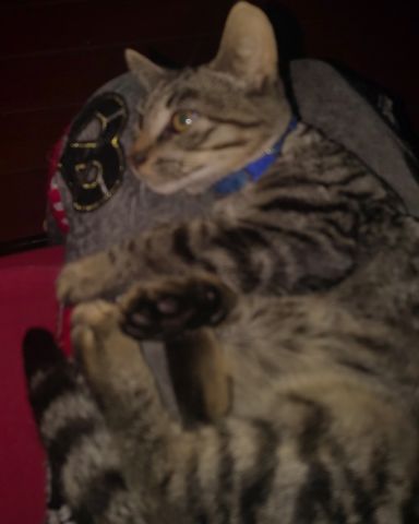 Cute domestic short hair named Zeus