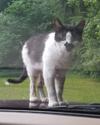 Cute cat named Dobbie