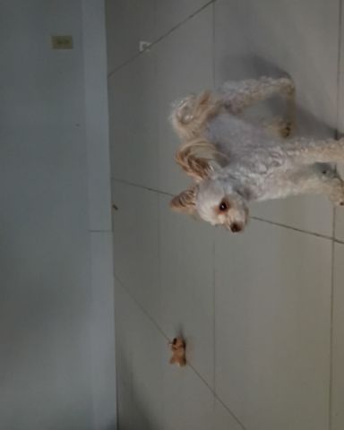 Cute dog named Lola
