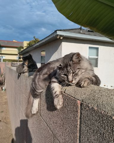 Cute cat named Yeti Freddie