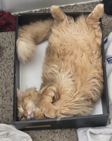 Cute cat named Jean-Luc
