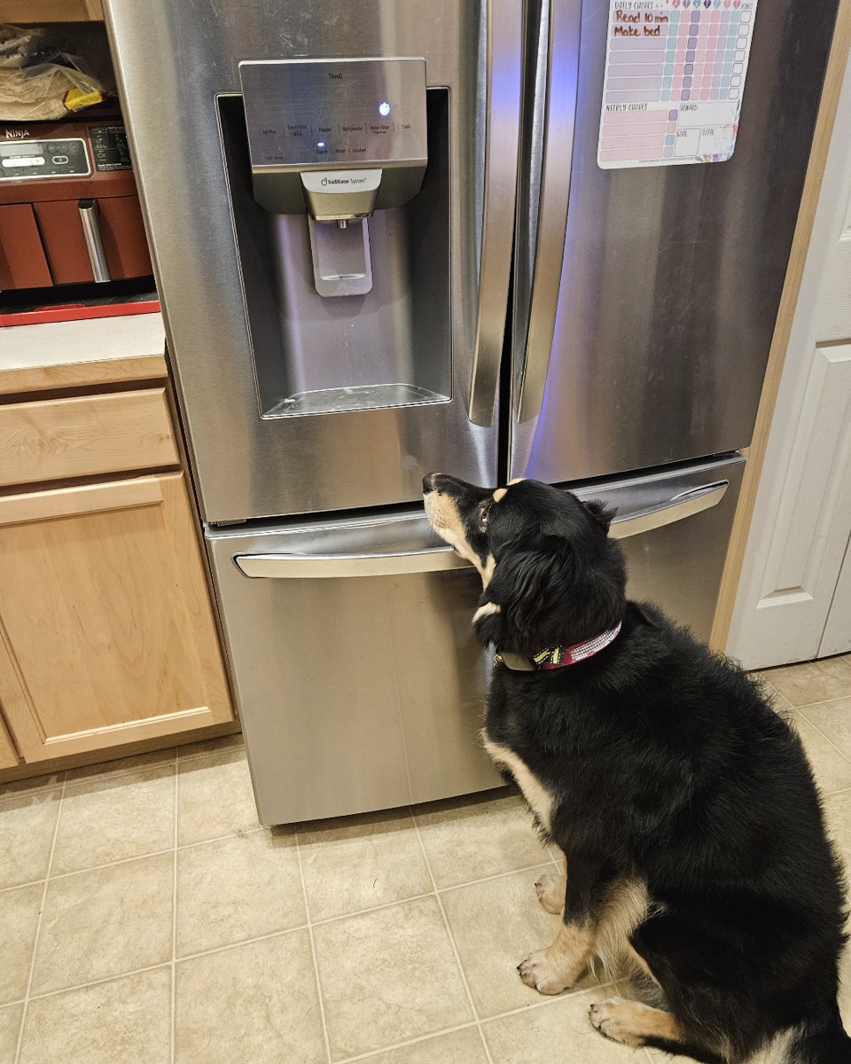 Cute dog named Roxi
