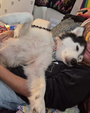 Cute Husky/wolf named Tasha
