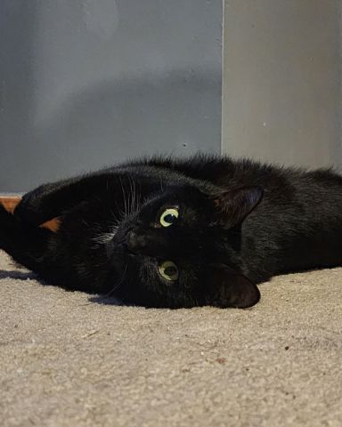 Cute cat named Unity