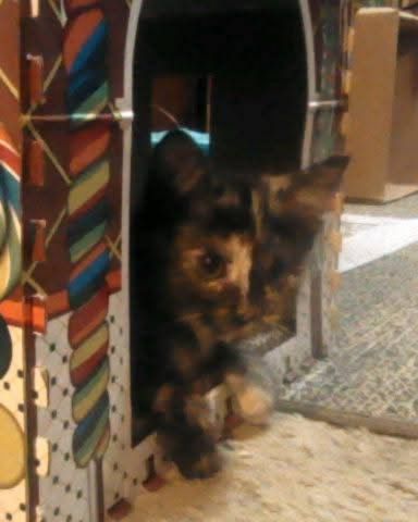 Cute cat named Gizmo