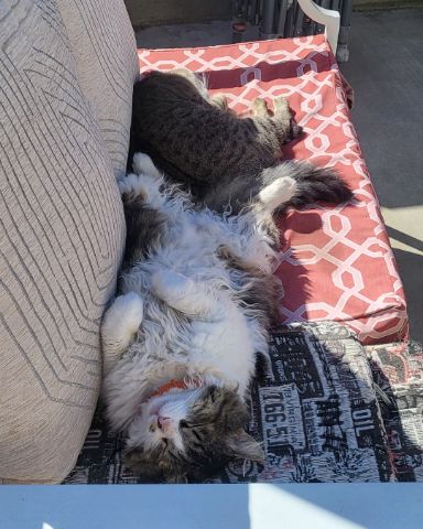 Cute tabby named Farley Fart