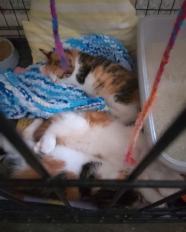 Cute American Shorthair (I think) named Calsifer
