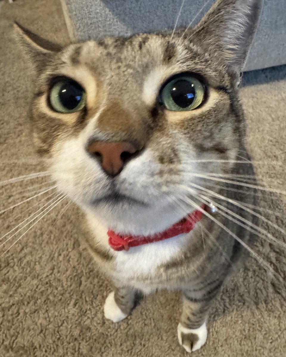 Cute cat named Jasper