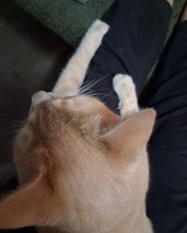 Cute cat named Mr. Orange