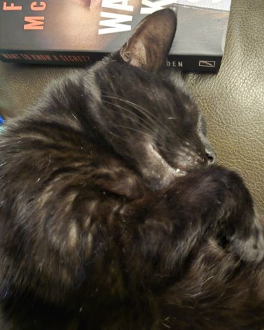 Cute cat named Whiskey