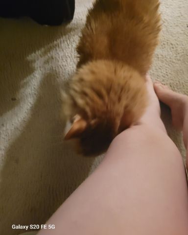 Cute Main Coon named Baylor Abbott