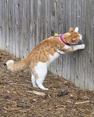 Cute Orange Tabby named General Disarray