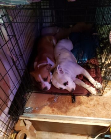 Cute pittys named pup&kaos