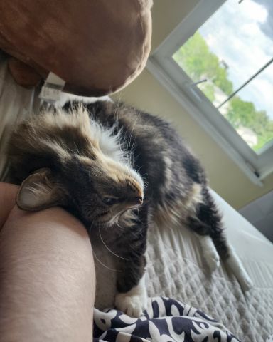 Cute cat named Jordan