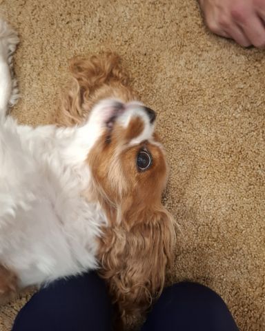 Cute Cavalier King Charles Spaniel named Arya