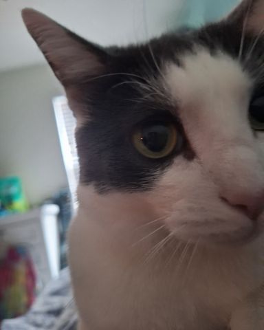 Cute American Shorthair named Cloudfur