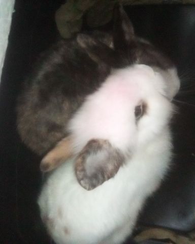 Cute Dutch dwarf rabbit named stormy