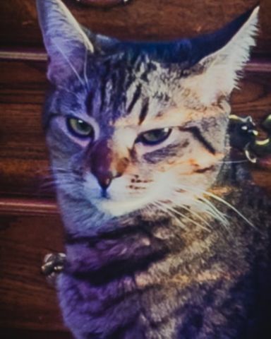 Cute Domestic shortage (aka a gray Tabby) named Luna