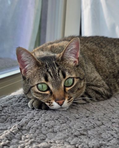 Cute cat named Meep