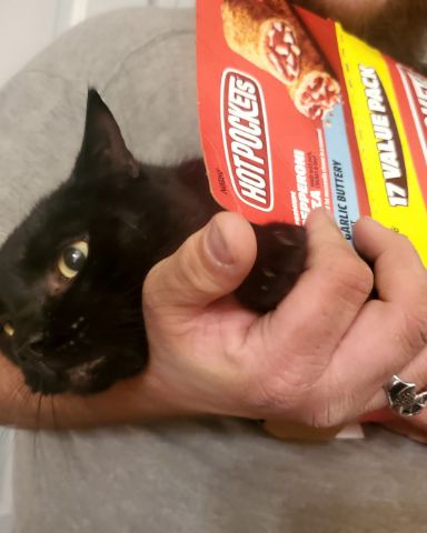Cute cat named Whiskey