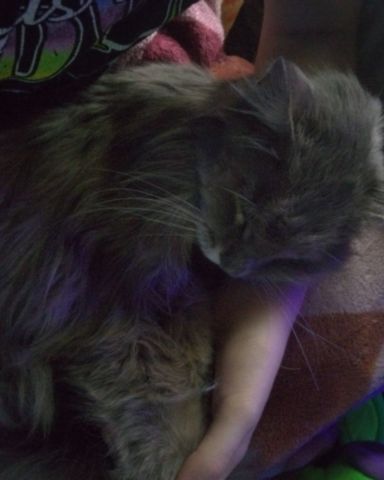 Cute cat named Ozzy