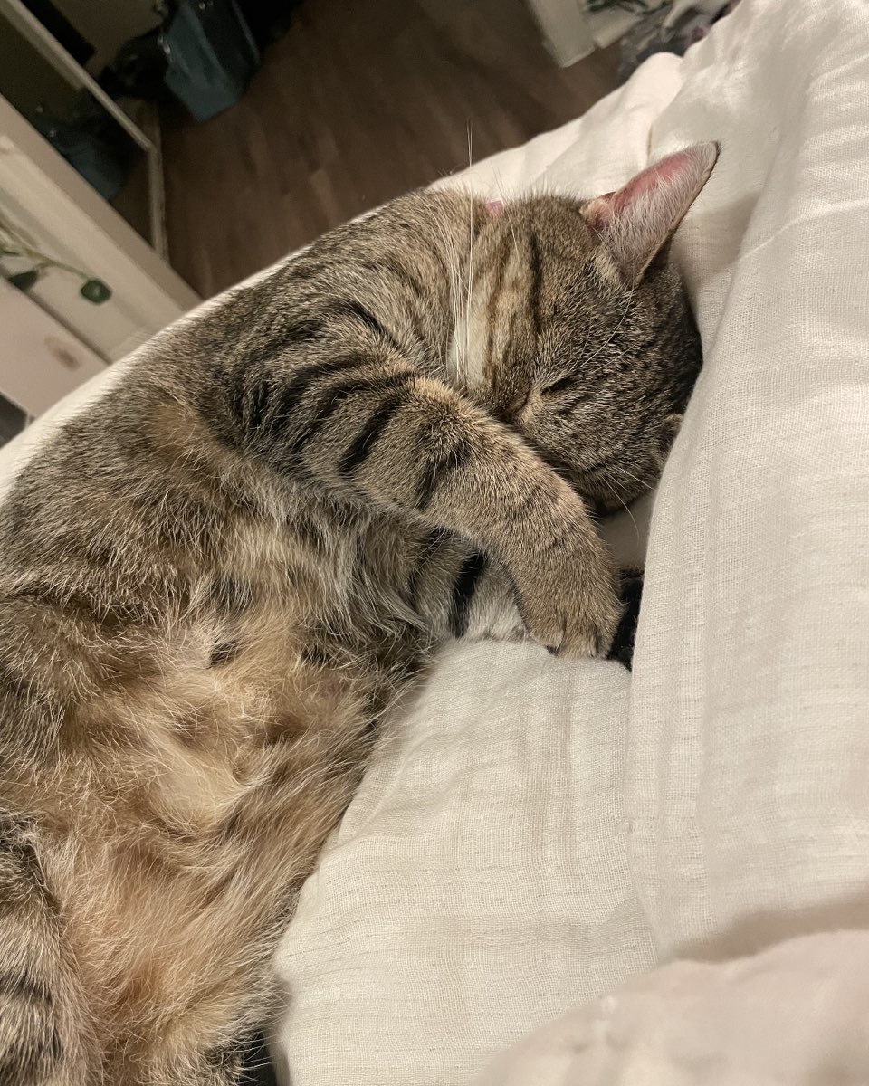 Cute cat named Luna