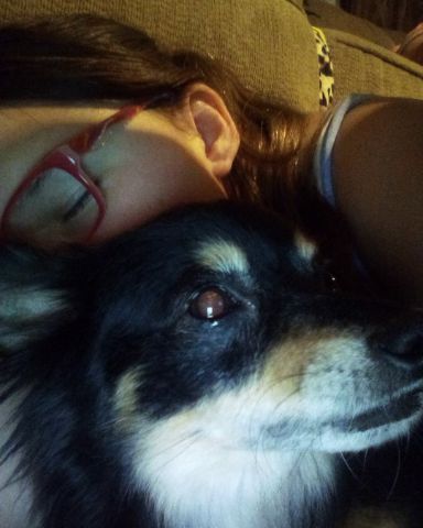 Cute long hair Chihuahua named Tweety