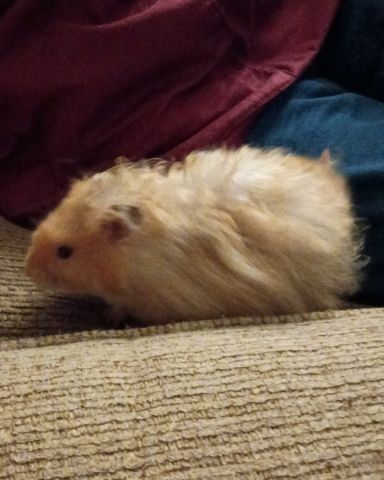 Cute golden hamster named Alex