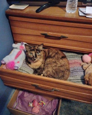 Cute cat named Gizmo