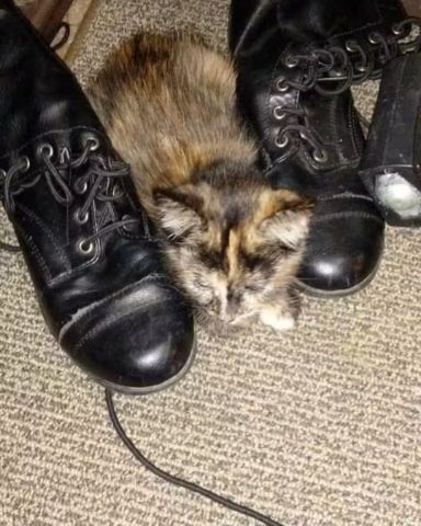Cute cat named Gizmo
