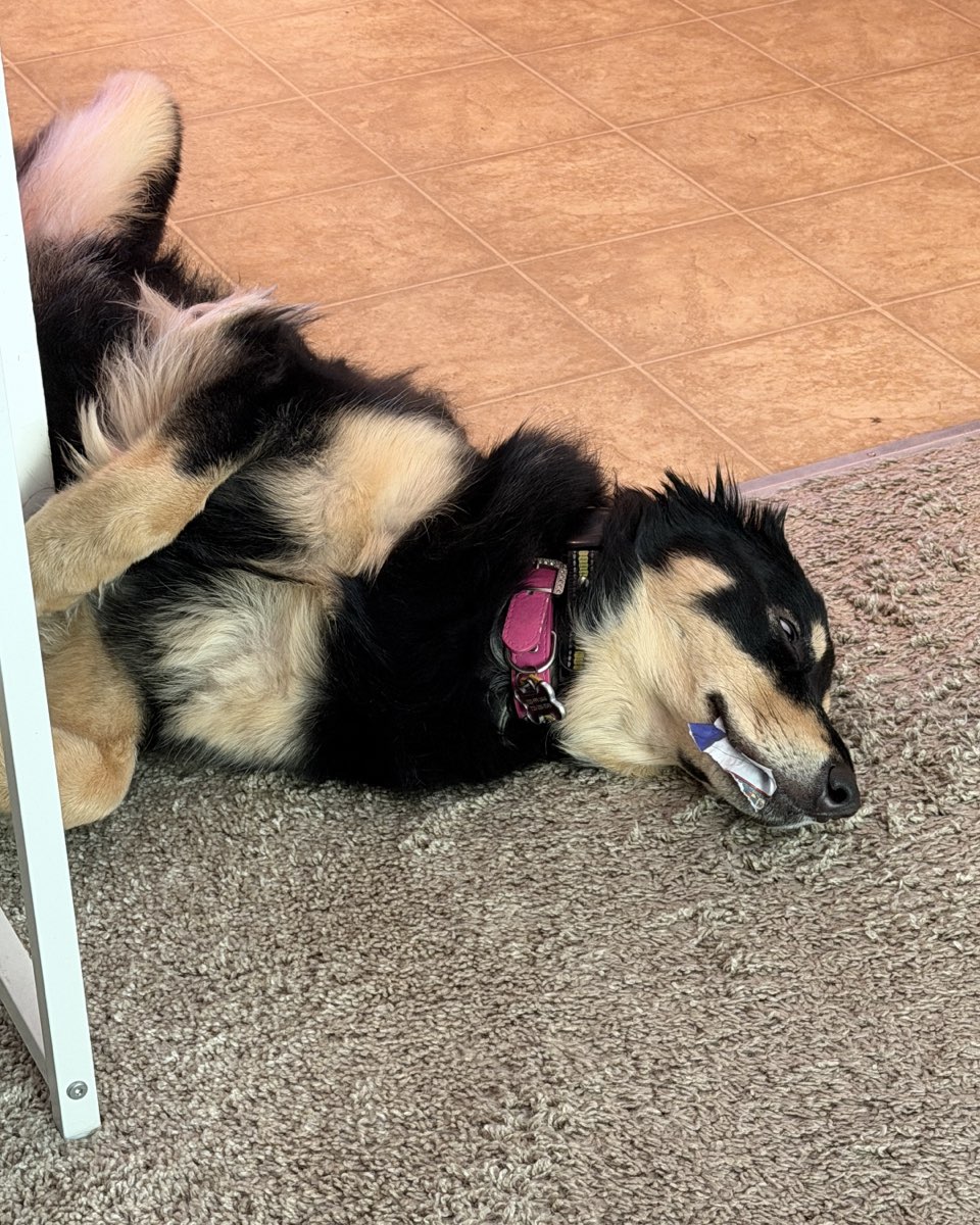 Cute dog named Roxi