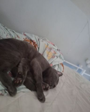Cute cat named Asher