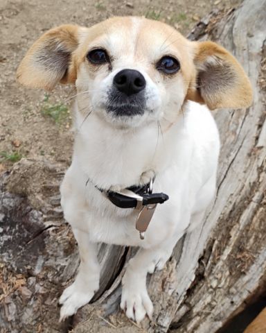 Cute dog named Princess
