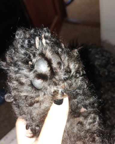 Cute black poodle named Brownie